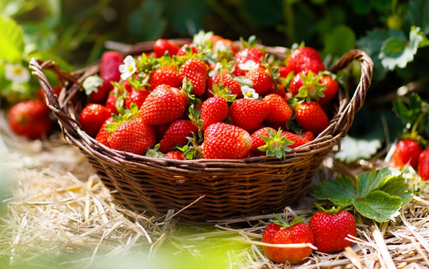 C'est la saison des fraises !