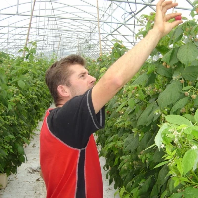 producteur Benoit Pessoz,  à Layrac (47)