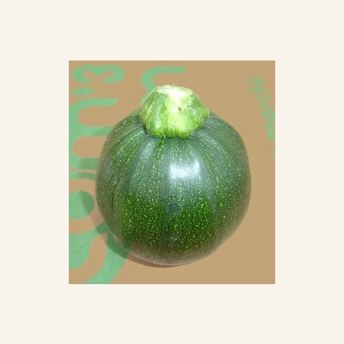 Courgettes rondes AB