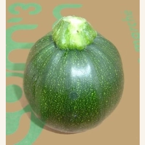 Courgettes rondes AB