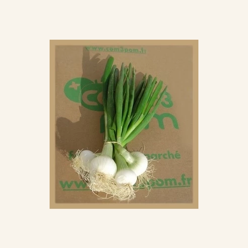 Oignons blanc frais