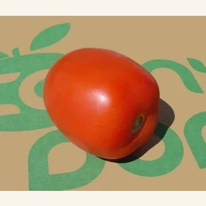 Tomates allongées  AB