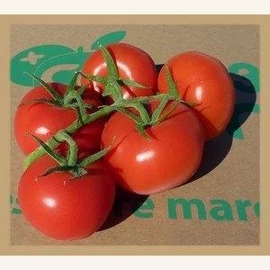 Tomates grappes rondes 