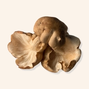 Champignons Shiitakés AB