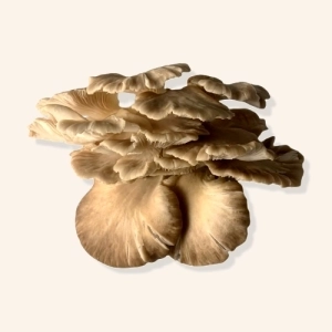 Pleurotes grises AB - 250g