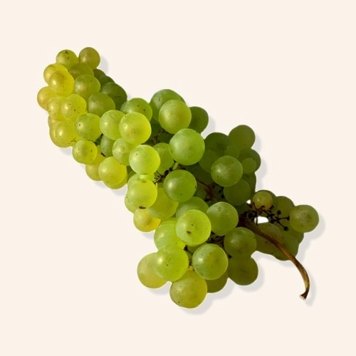 Raisin blanc (Chasselas ou Exalta) AB
