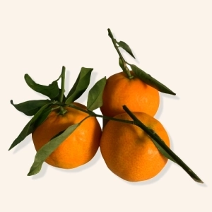 Clémentines feuilles