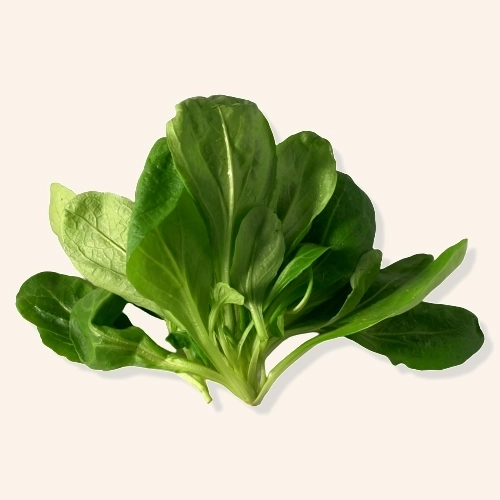 Salade Mâche AB