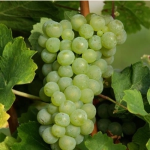 Raisin blanc