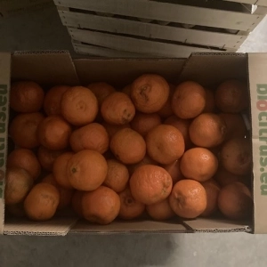 Colis de Orange amère Bio déclassées 5Kg